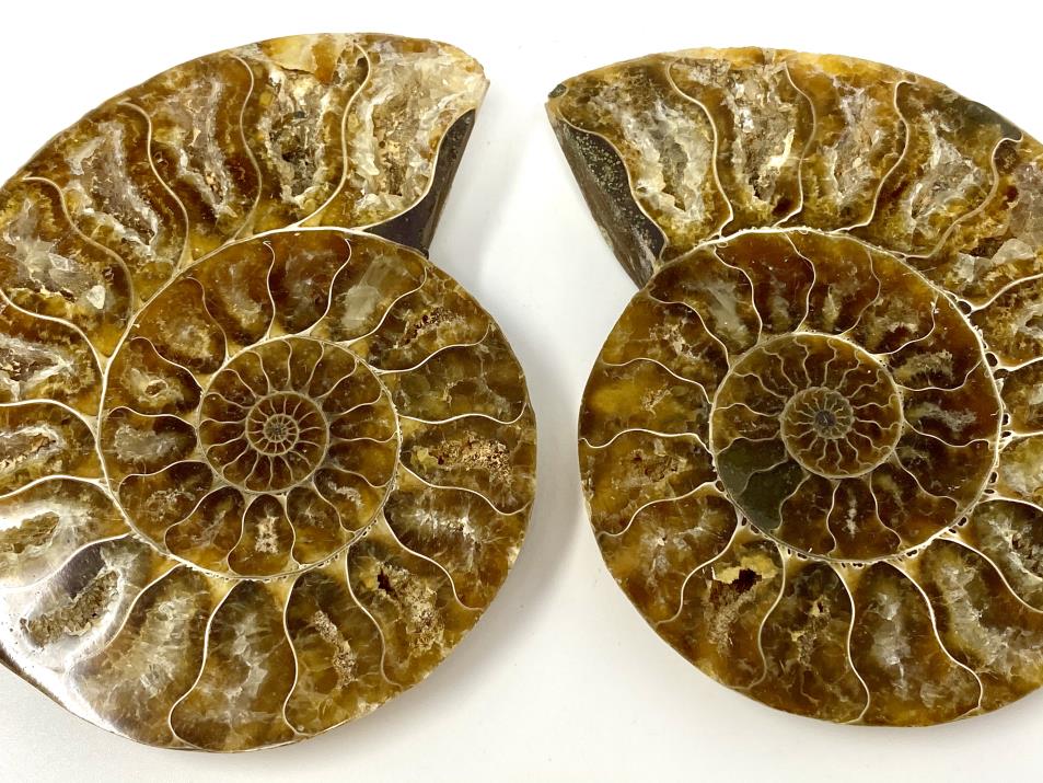 Ammonite Pair 8.6cm