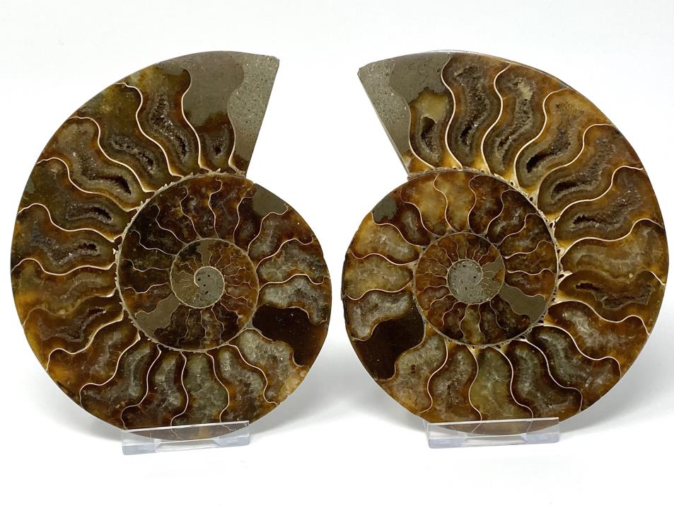 Ammonite Pair 12.9cm