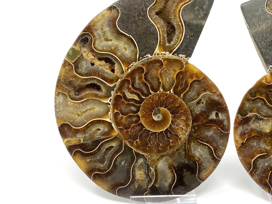 Ammonite Pair 13.5cm