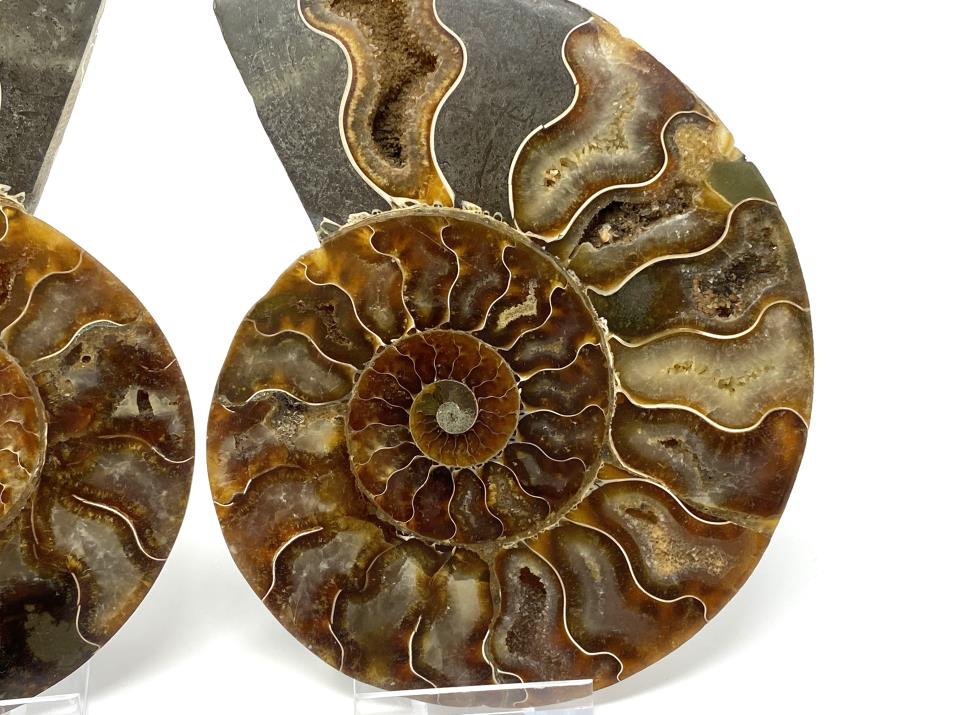 Ammonite Pair 13.5cm