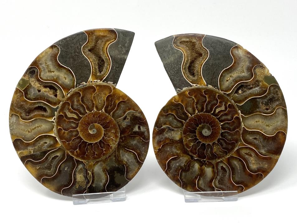 Ammonite Pair 13.5cm