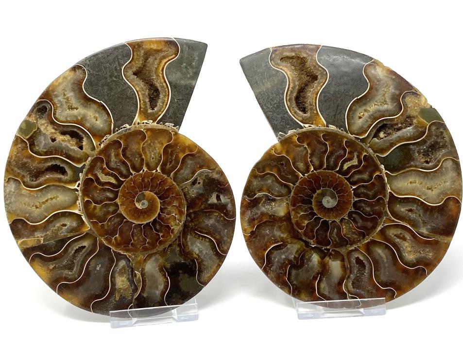 Ammonite Pair 13.5cm