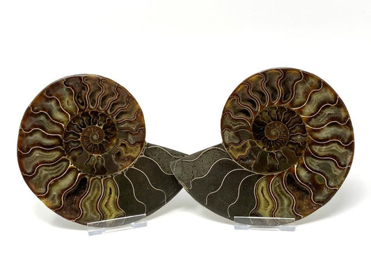 Ammonite Pair Large 17cm