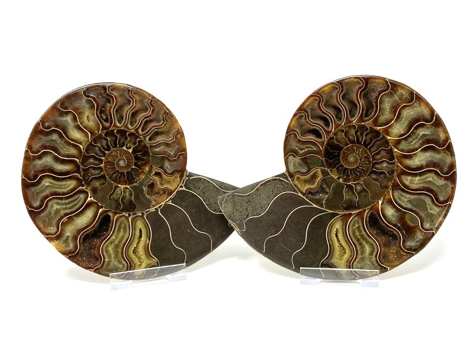 Ammonite Pair Large 17cm