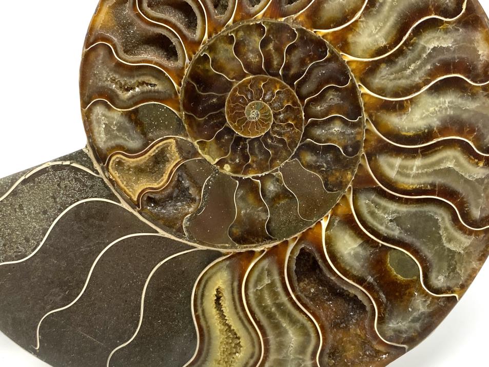 Ammonite Pair Large 17cm