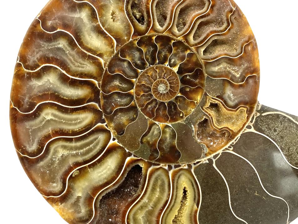 Ammonite Pair Large 17cm