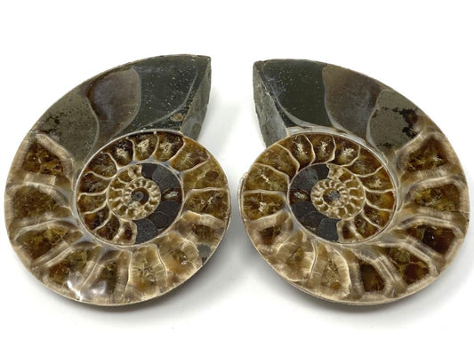 Ammonite Pair 7.3cm