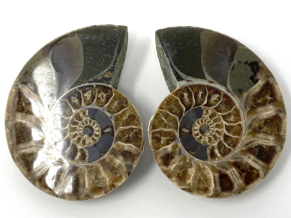 Ammonite Pair 7.3cm