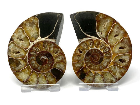 Ammonite Pair 8.6cm