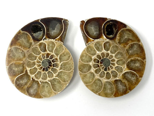 Ammonite Pair 8cm