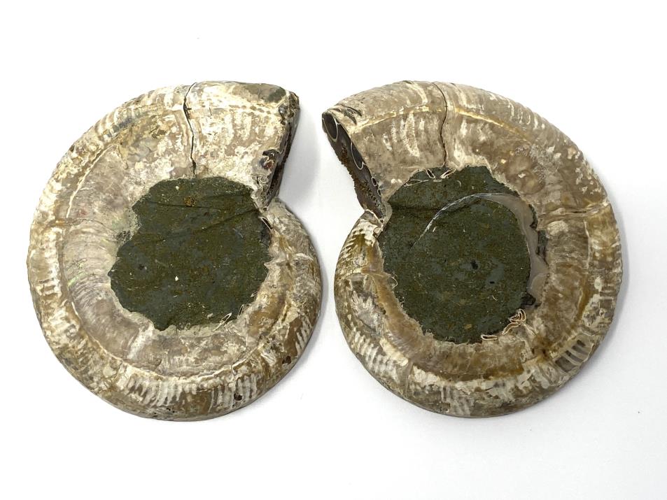 Ammonite Pair 8cm