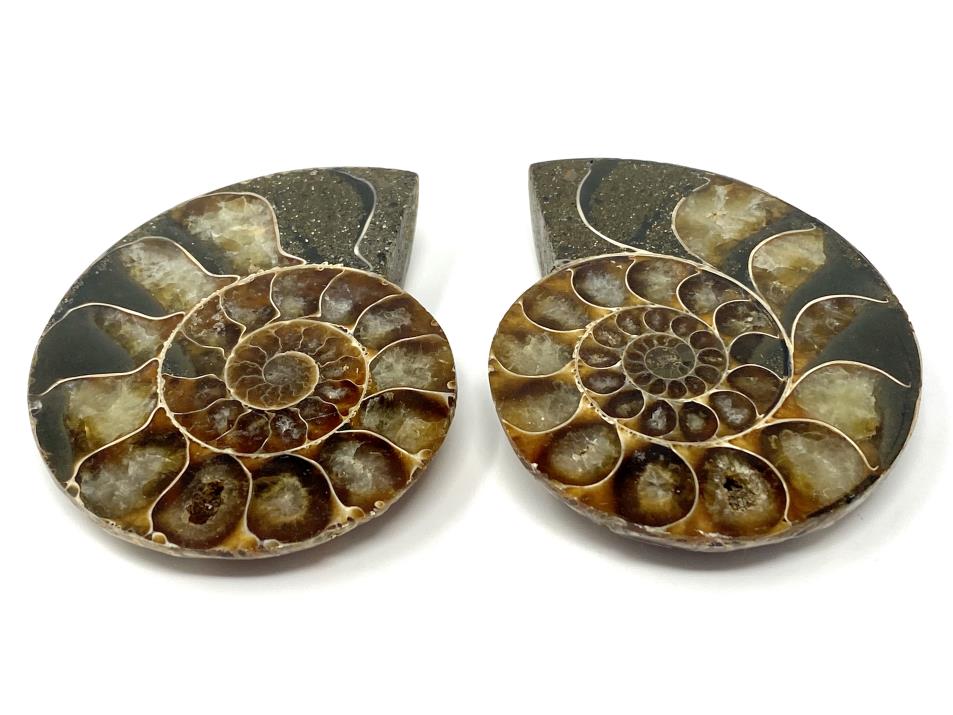 Ammonite Pair 6.1cm