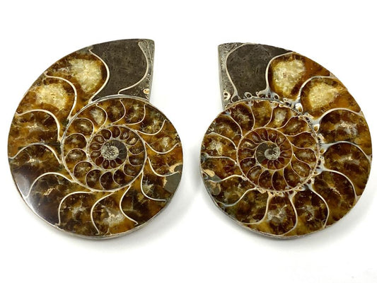 Ammonite Pair 8.5cm