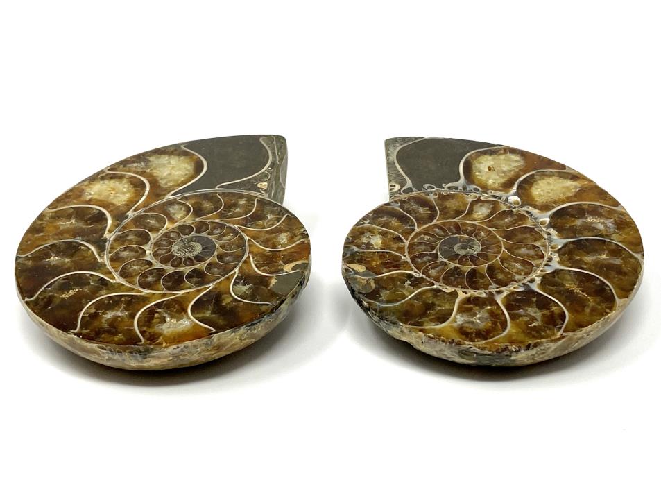 Ammonite Pair 8.5cm