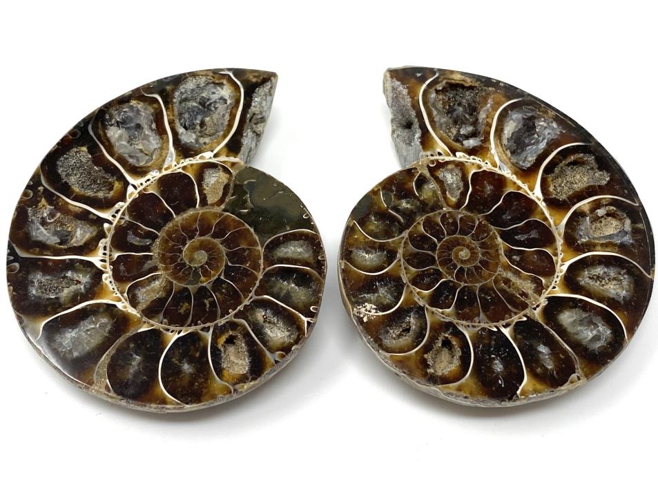 Ammonite Pair 6.2cm