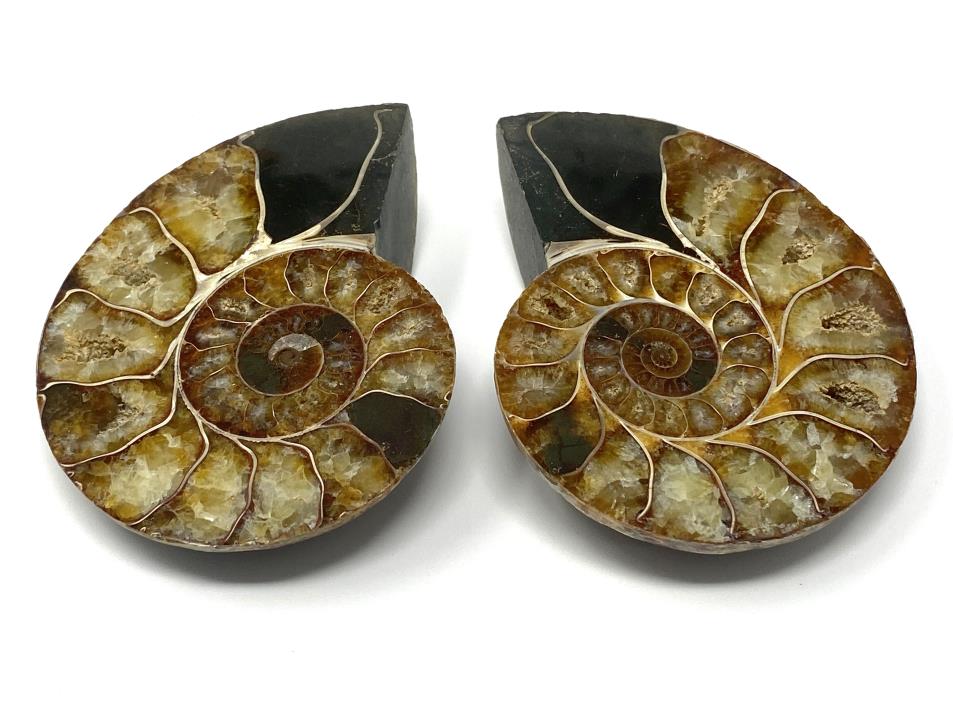 Ammonite Pair 8.6cm