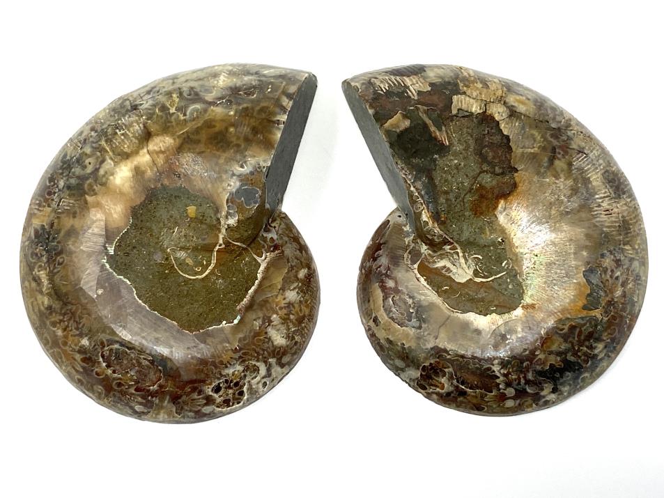 Ammonite Pair 8.6cm