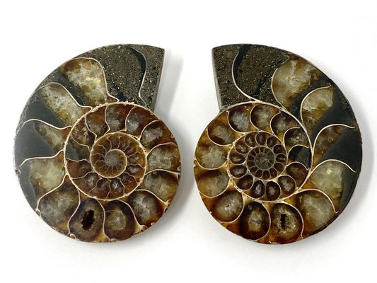 Ammonite Pair 6.1cm