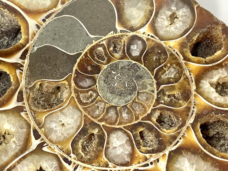 Ammonite Pair 10.5cm