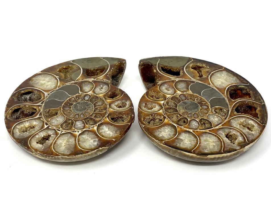 Ammonite Pair 10.5cm