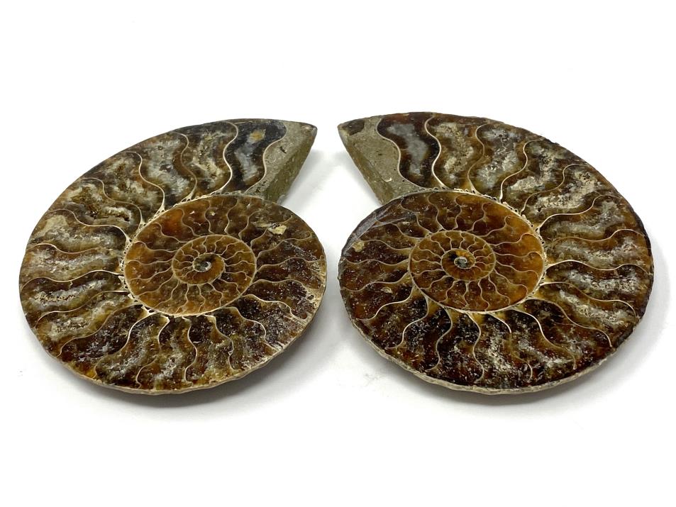 Ammonite Pair 8.2cm