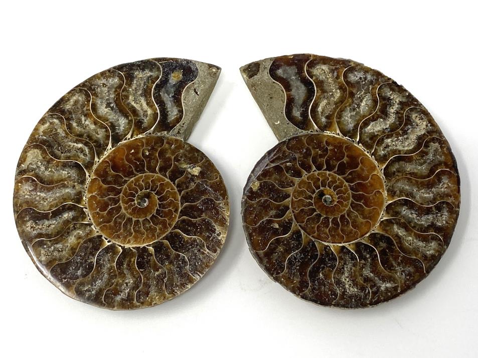 Ammonite Pair 8.2cm