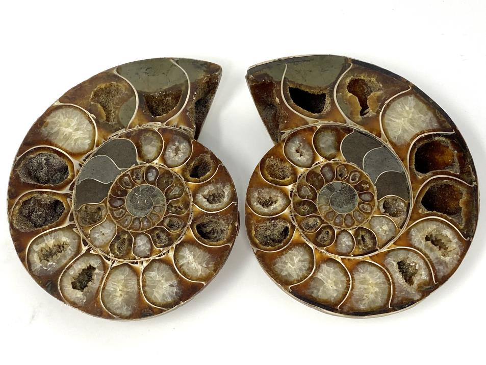 Ammonite Pair 10.5cm