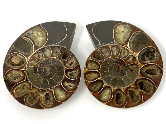 Ammonite Pair 9.6cm