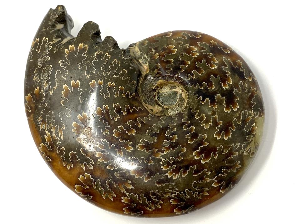 Ammonite Cleoniceras Polished 9.4cm