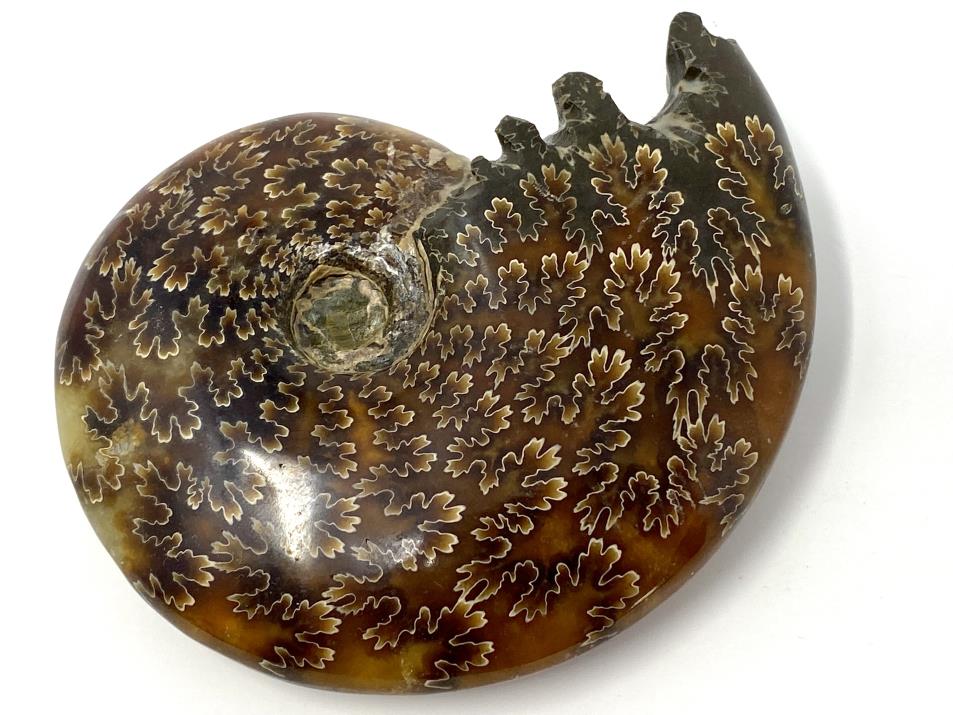 Ammonite Cleoniceras Polished 9.4cm