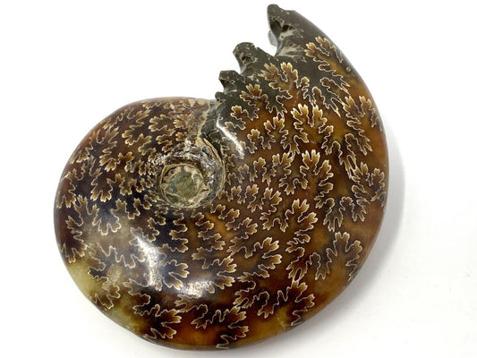 Ammonite Cleoniceras Polished 9.4cm