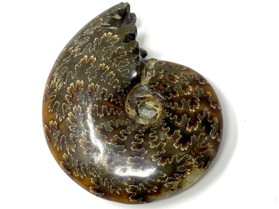 Ammonite Cleoniceras Polished 9.4cm