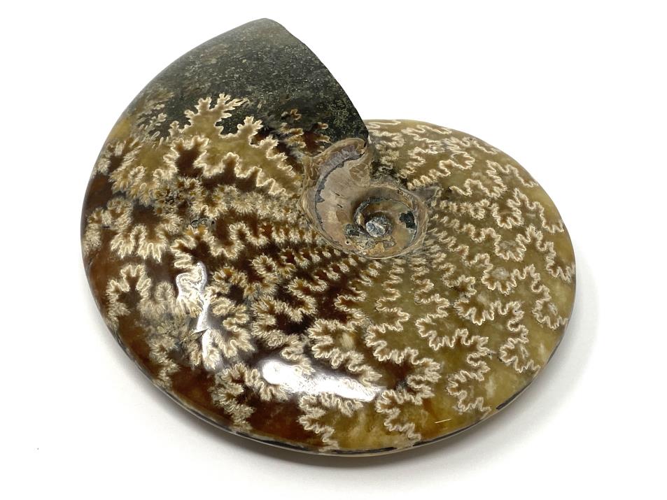 Ammonite Cleoniceras Polished Large 14cm