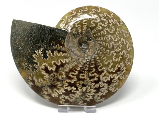 Ammonite Cleoniceras Polished Large 14cm