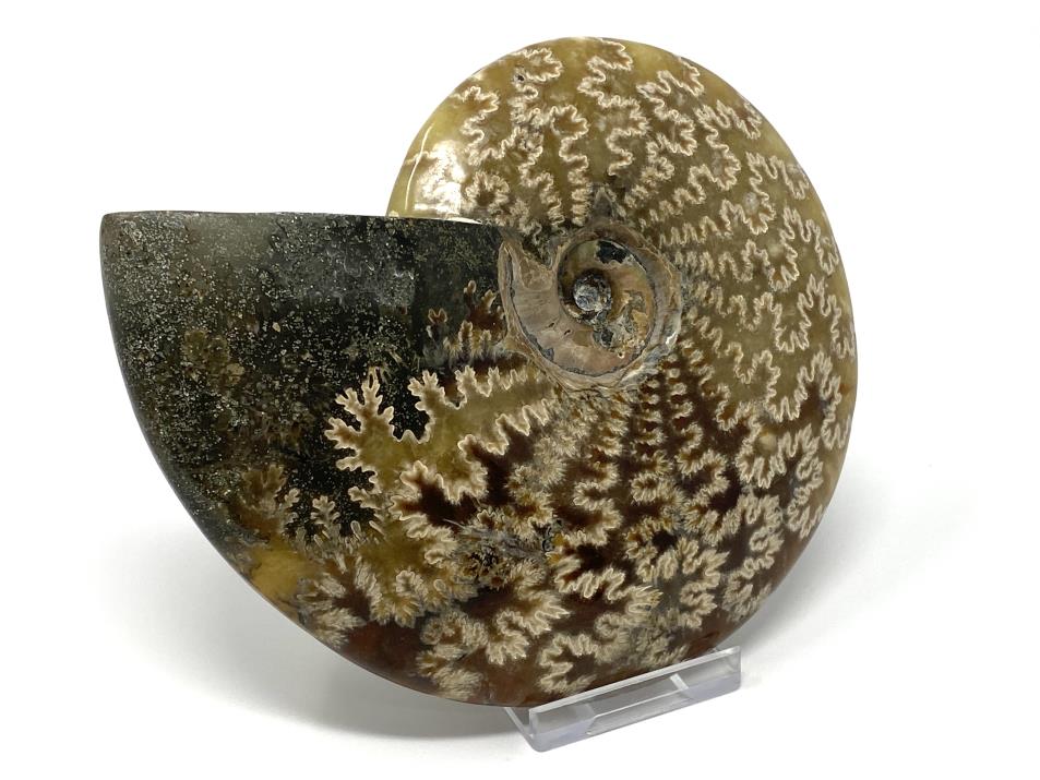 Ammonite Cleoniceras Polished Large 14cm