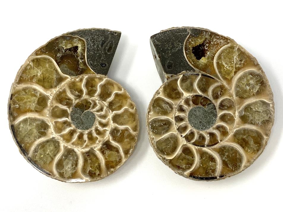 Ammonite Pair 5.1cm