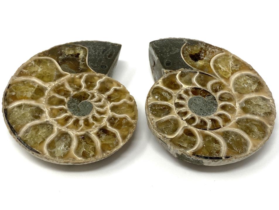 Ammonite Pair 5.1cm