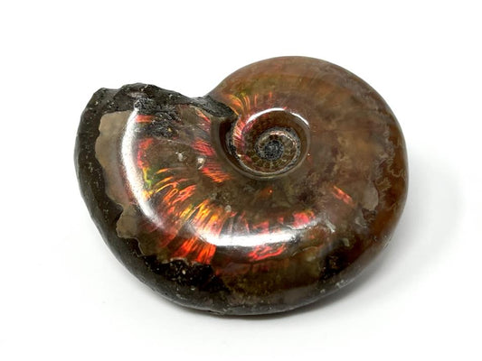 Red Iridescent Ammonite Fossil 4.2cm