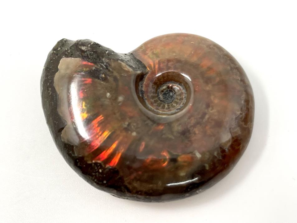 Red Iridescent Ammonite Fossil 4.2cm