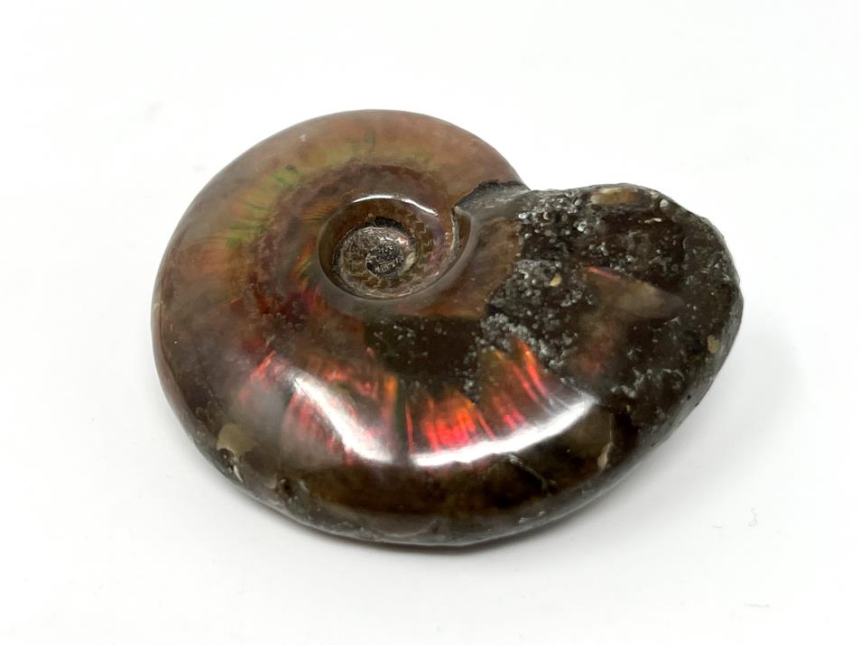 Red Iridescent Ammonite Fossil 4.2cm