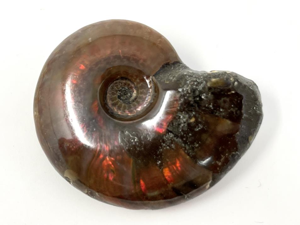 Red Iridescent Ammonite Fossil 4.2cm