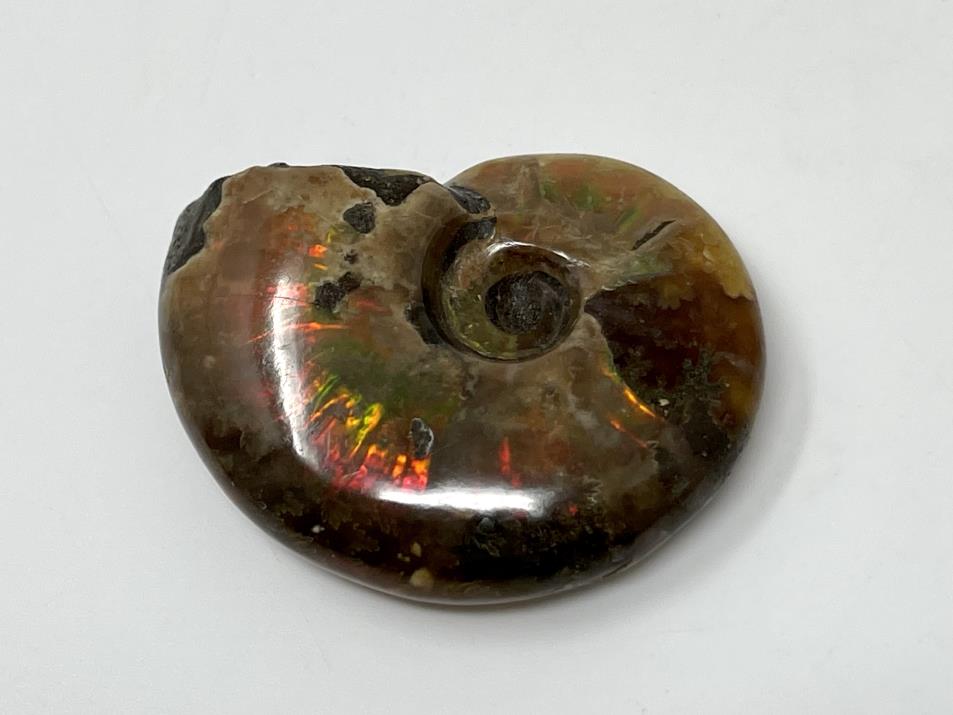 Red Iridescent Ammonite Fossil 4.2cm