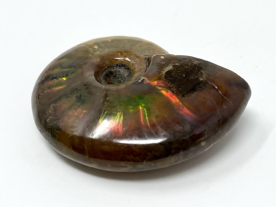 Red Iridescent Ammonite Fossil 4.2cm