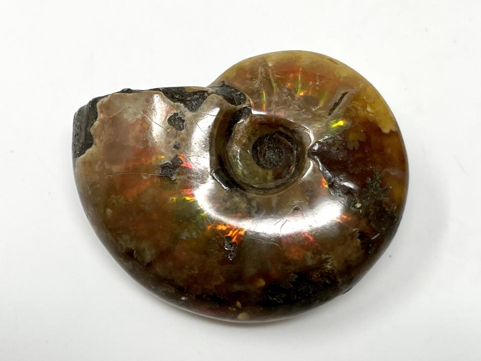 Red Iridescent Ammonite Fossil 4.2cm