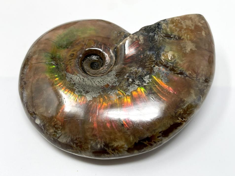 Red Iridescent Ammonite Fossil 6.7cm