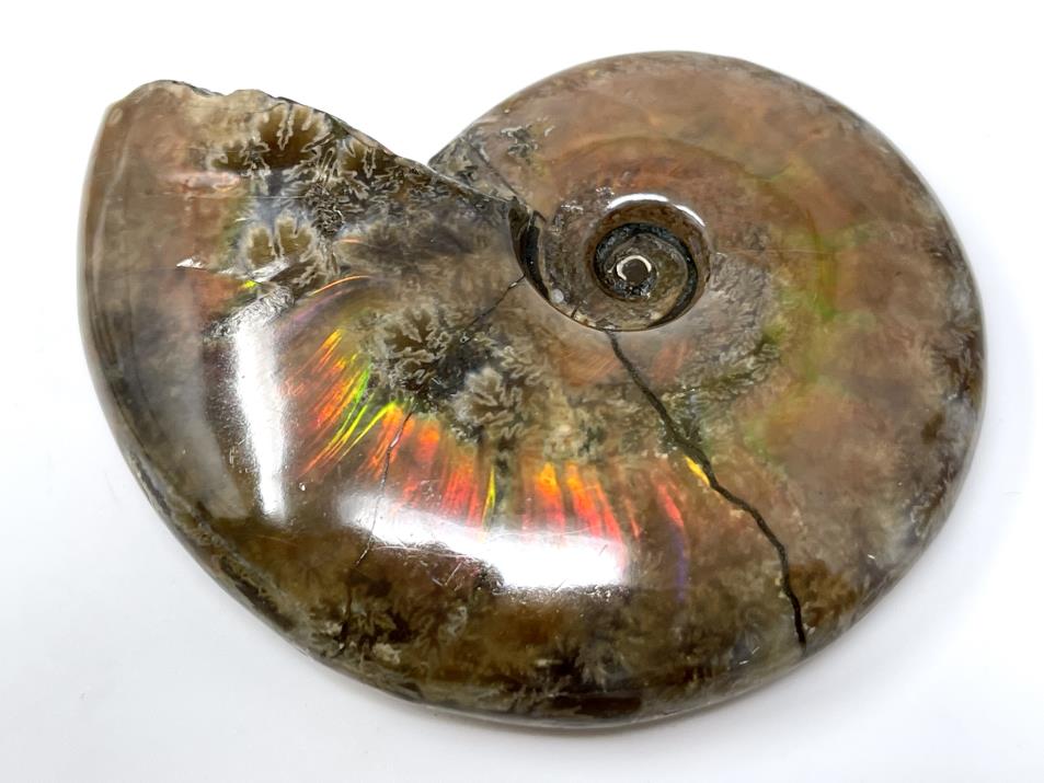 Red Iridescent Ammonite Fossil 6.7cm