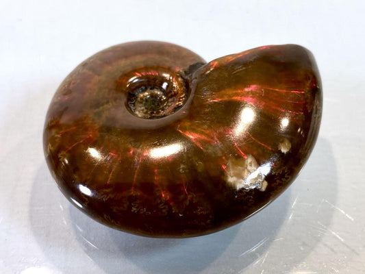 Red Iridescent Ammonite Fossil 4.6cm