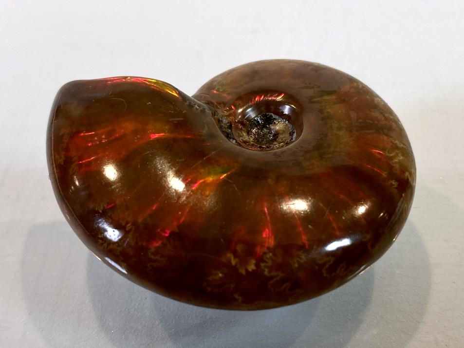 Red Iridescent Ammonite Fossil 4.6cm