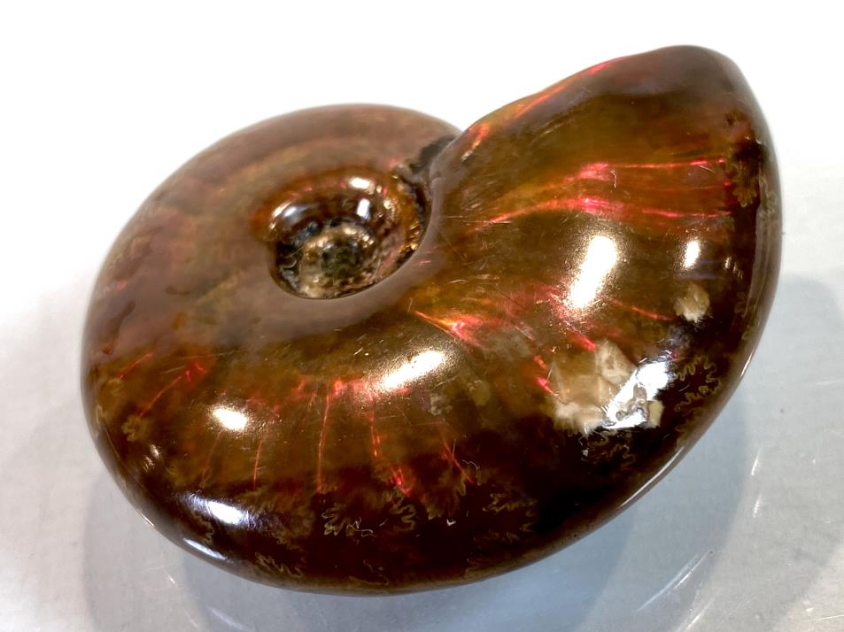 Red Iridescent Ammonite Fossil 4.6cm