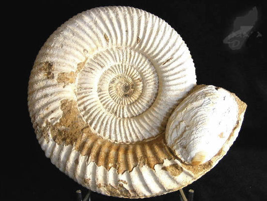 Ammonite Perisphinctes Large 19cm